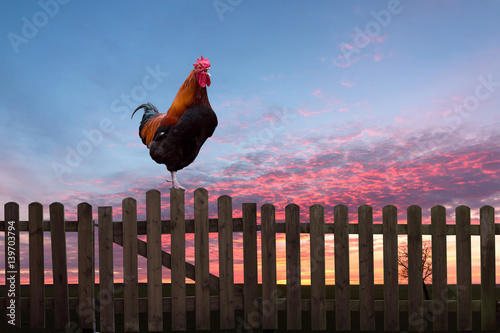 Hahn kräht auf einem Zaun im Sonnenaufgang