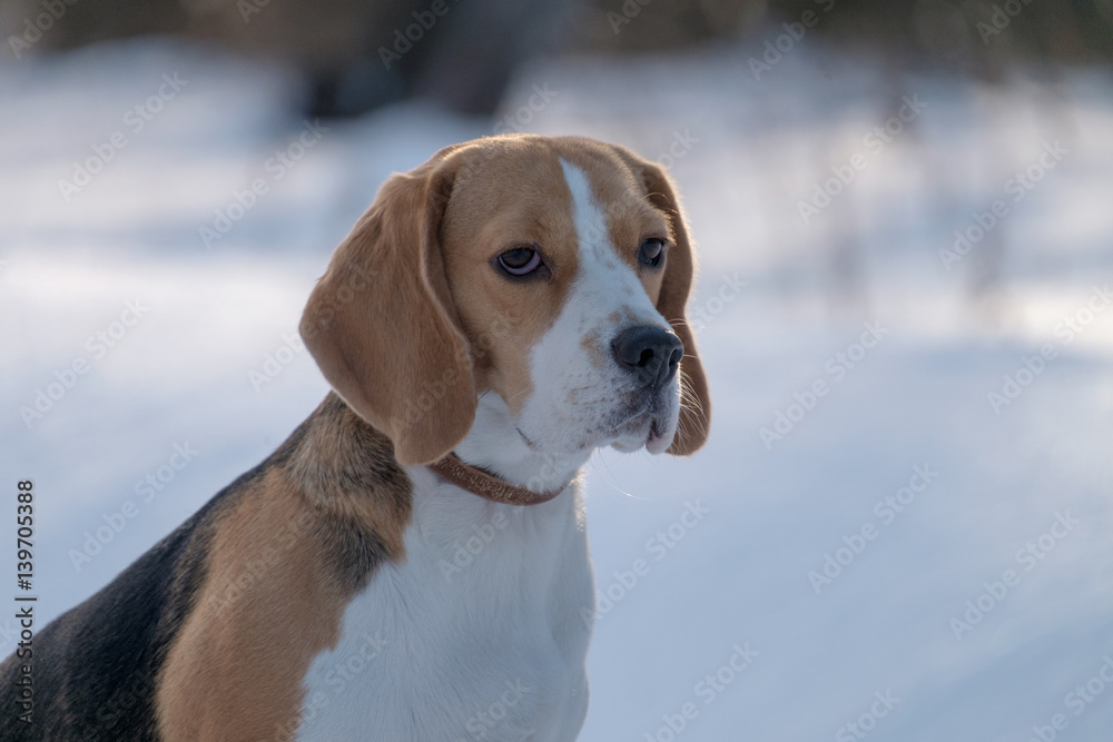 Beagle dog running in the snow