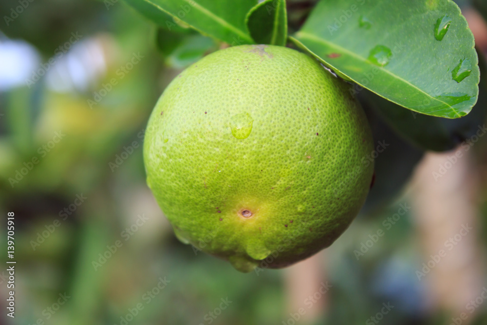 Fresh Green lemon on tree in farm