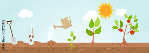 Tree growth diagram.illustration.