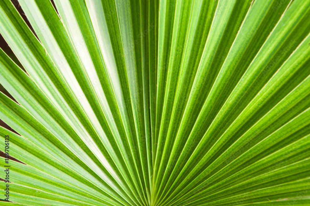 Arecaceae or Palmae Arecaceae or Palmae