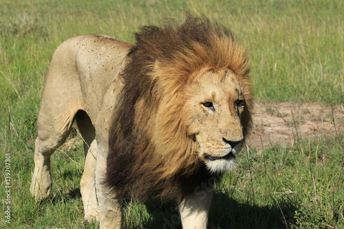 Fototapeta Naklejka Na Ścianę i Meble -  Mature lion walking closed up in Kenya