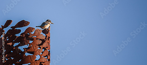 Kingfisher Pole photo