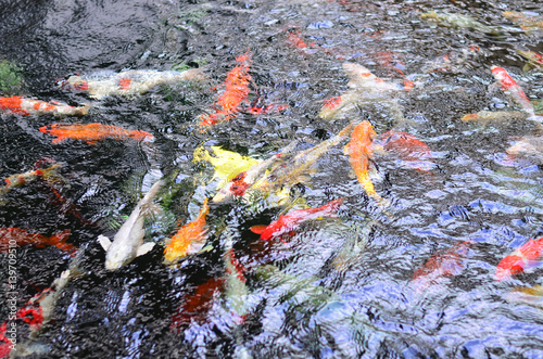 Colorful koi carp fish swimming in pond, top view