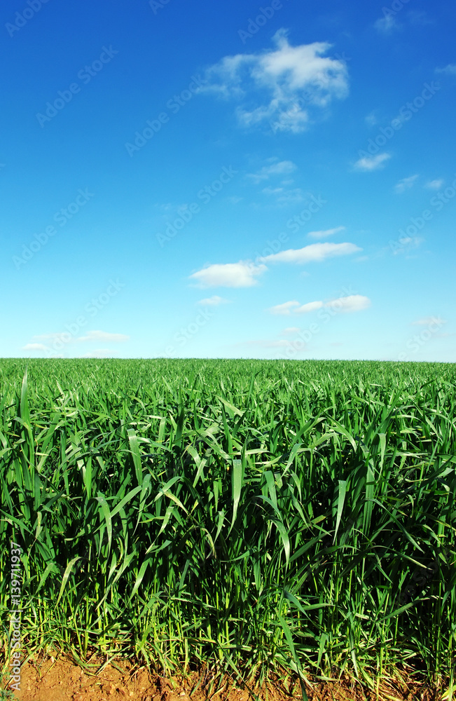agricultural field of green wheat, blue sky