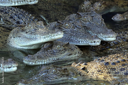 Many young crocodiles in shallows