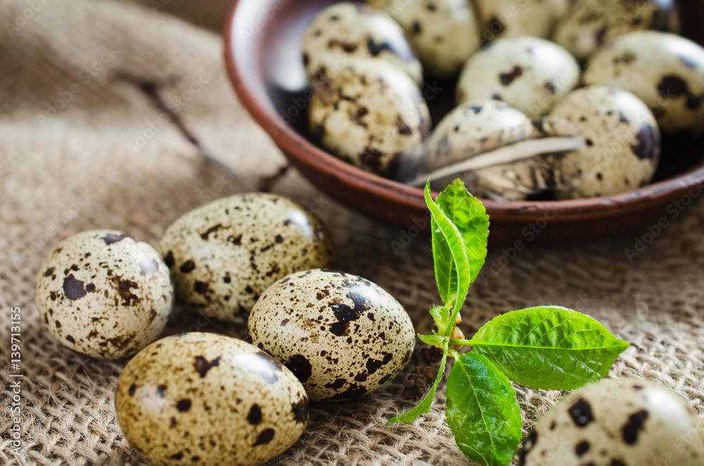 Fresh Organic Quail Eggs and Spring Foliage. Fresh Organic Quail Eggs and Spring Foliage.