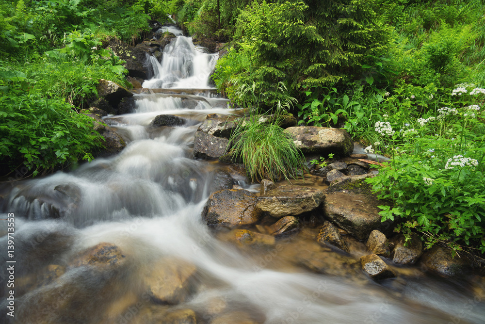 Fototapeta premium River in the summer forest. Beautiful natural landscape in the summer time