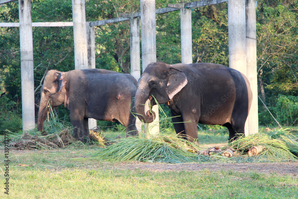 Resting time. Elephants in the stable. Resting time. Elephants in the stable.