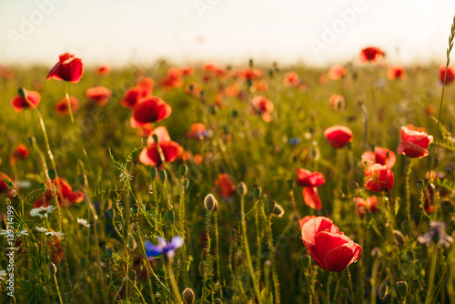 Beautiful poppy flowers on green field.