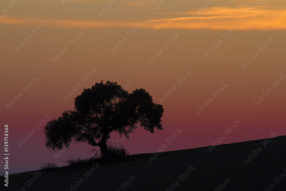 La encina al fin del día en un extraordinario atardecer. La encina al fin del día en un extraordinario atardecer.