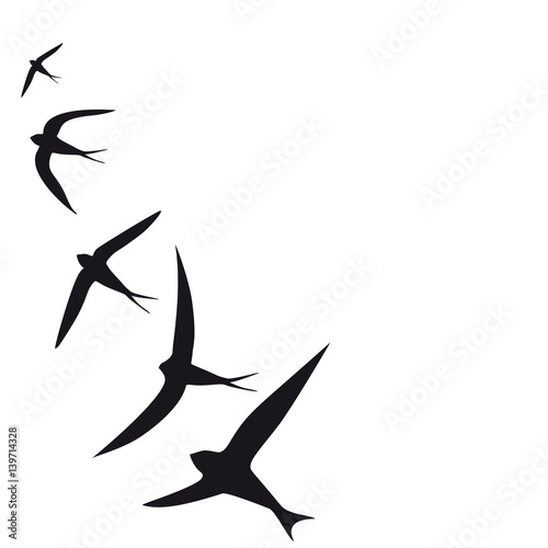 beautiful bird,black silhouette, on a white