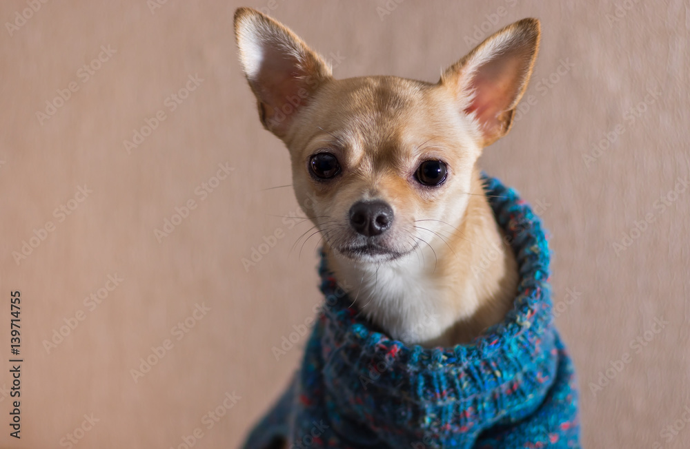 Indoor portrait of curious Chihuahua wearing knitted sweater
