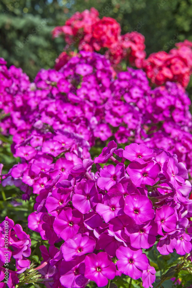 Purple phlox flowers in the garden
