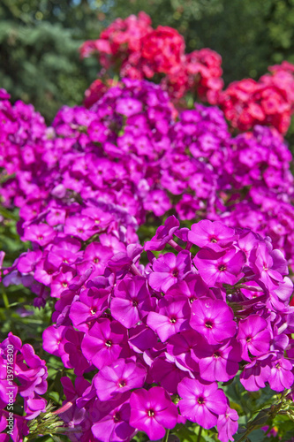 Purple phlox flowers in the garden