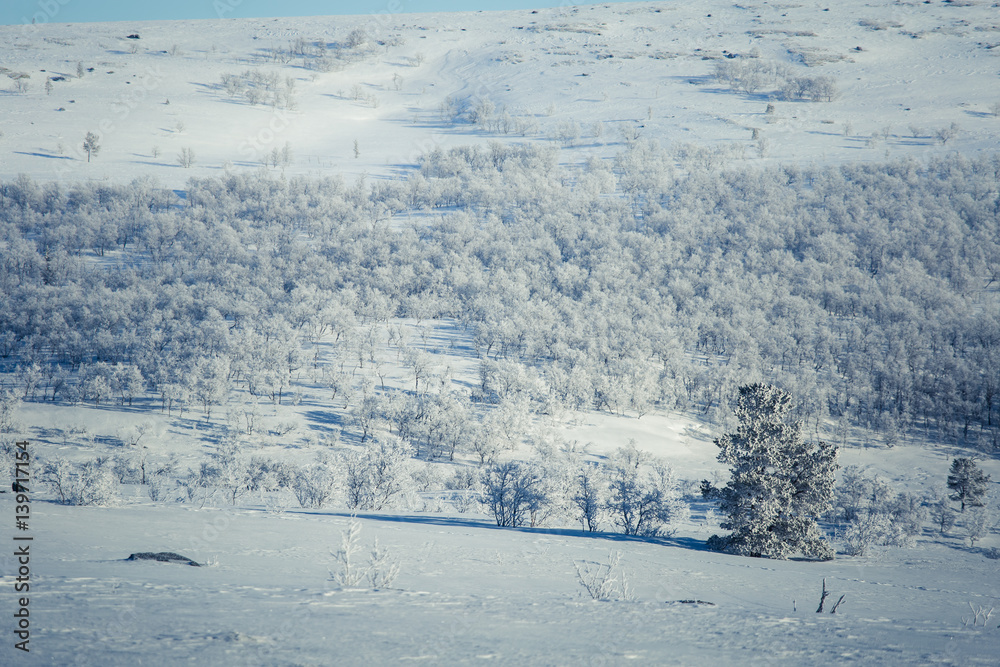 A beautiful white landscape of a snowy Norwegian winter day