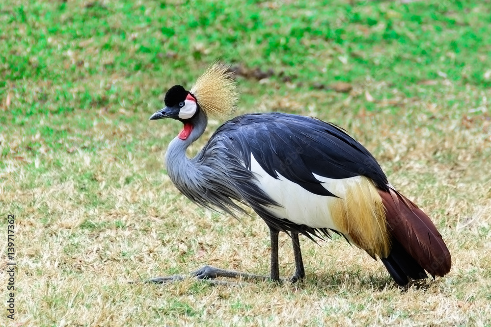 Fototapeta premium Grey crowned crane.