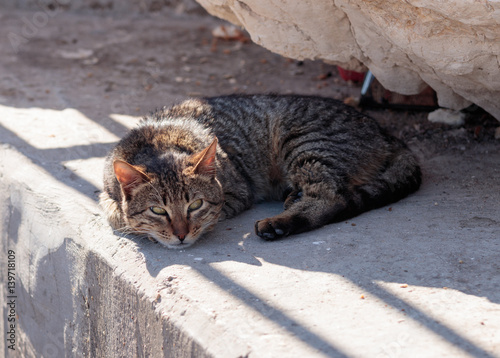 Gray striped cat in morning lies and basks in sun photo