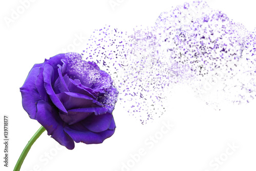Fototapeta Naklejka Na Ścianę i Meble -  Dispersion effect Purple rose isolate on white background.