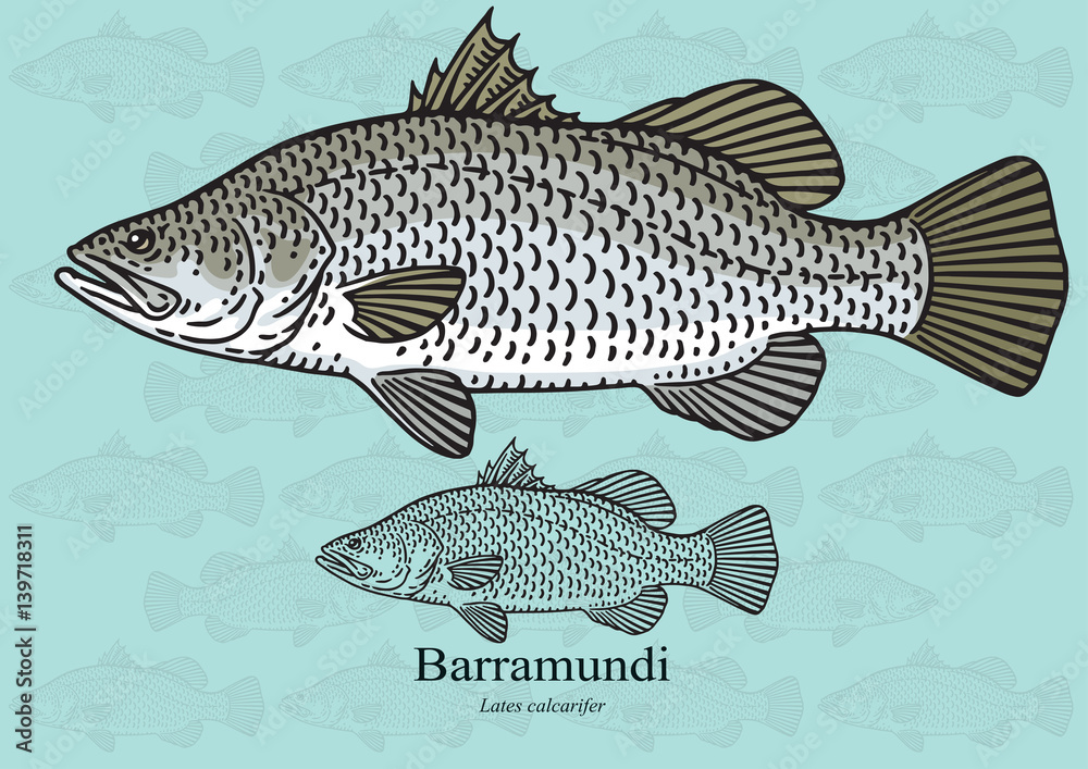 Fototapeta premium Barramundi, Australian Sea Bass. Vector illustration for artwork in small sizes. Suitable for graphic and packaging design, educational examples, web, etc.