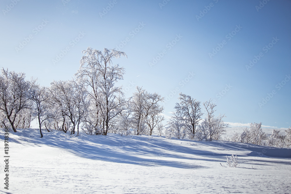 A beautiful white landscape of a snowy Norwegian winter day