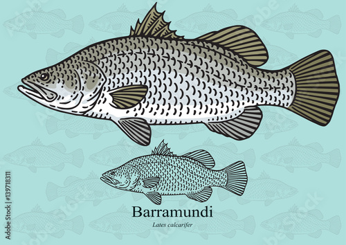 Barramundi, Australian Sea Bass. Vector illustration for artwork in small sizes. Suitable for graphic and packaging design, educational examples, web, etc.