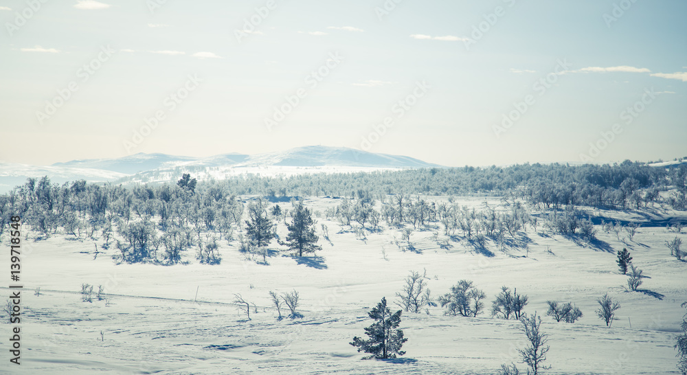 Fototapeta premium A beautiful white landscape of a snowy Norwegian winter day