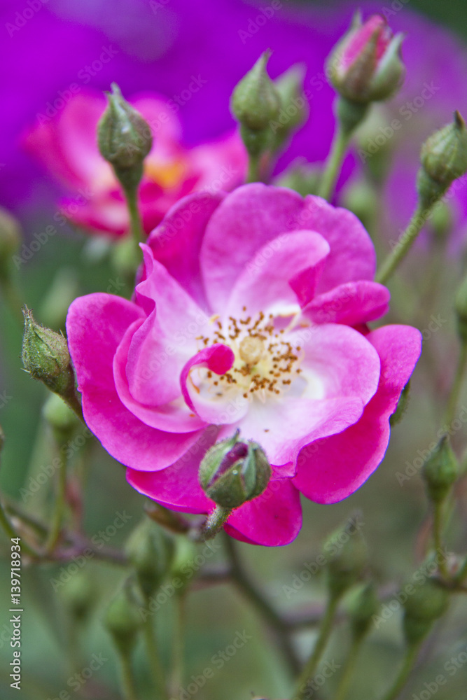 Pink garden rose flower blossom