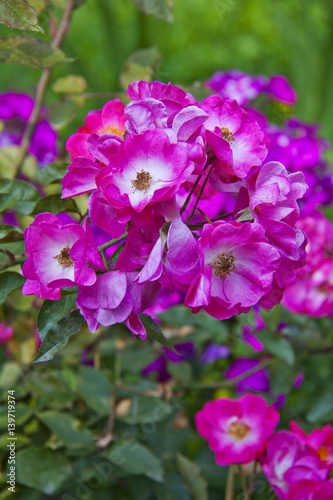 Pink garden rose flowers bush blossom