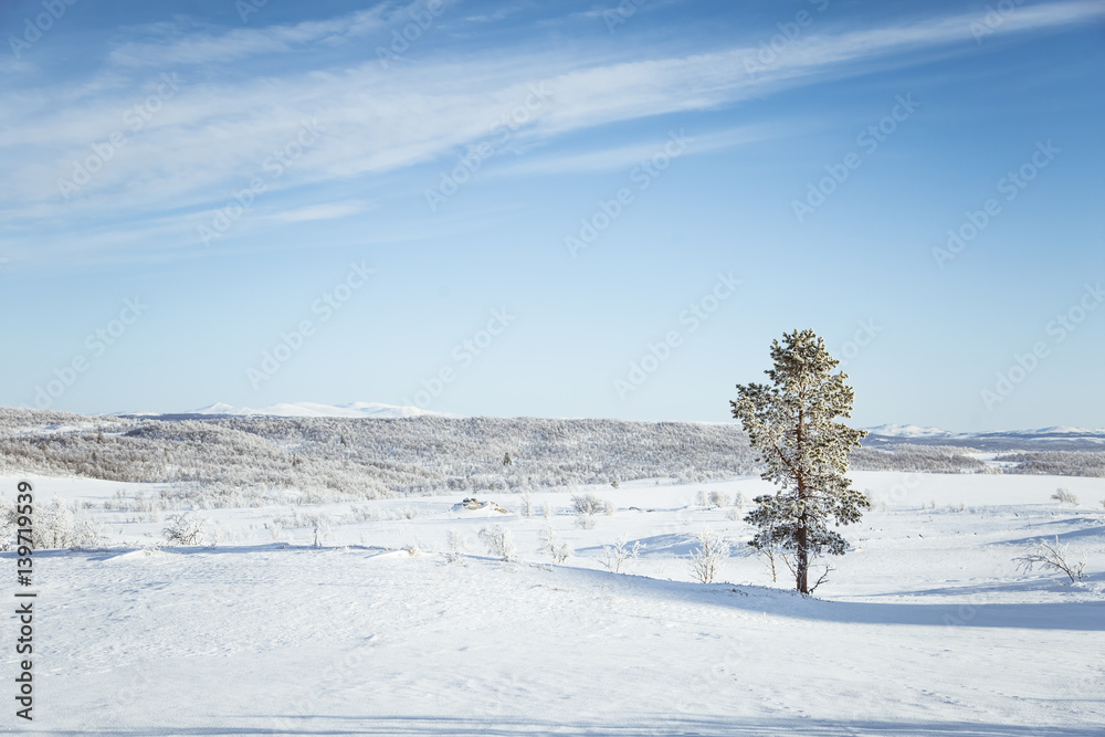 A beautiful white landscape of a snowy Norwegian winter day A beautiful white landscape of a snowy Norwegian winter day