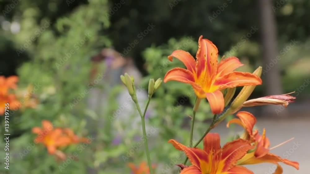 Tiger Lily Flowers Tiger Lily Flowers