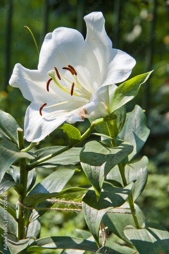 White lily in the summer garden. White lily in the summer garden.