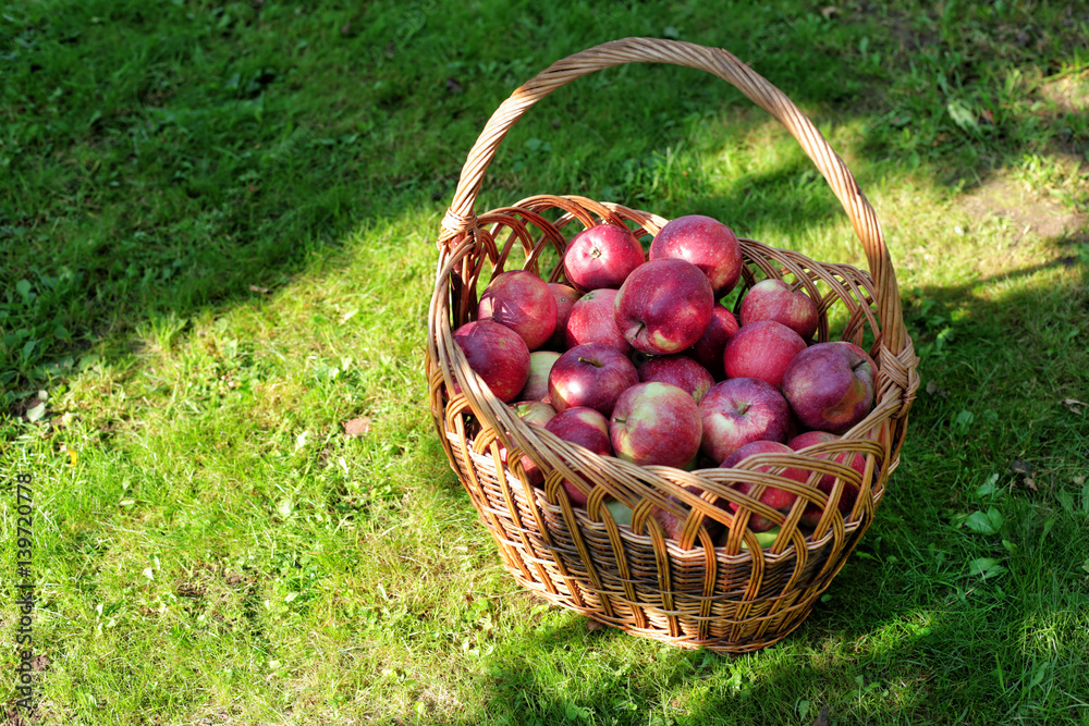 Ripe red apples in a basket on a green lawn Ripe red apples in a basket on a green lawn