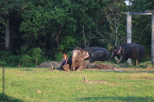 Resting time. Elephants in the stable.