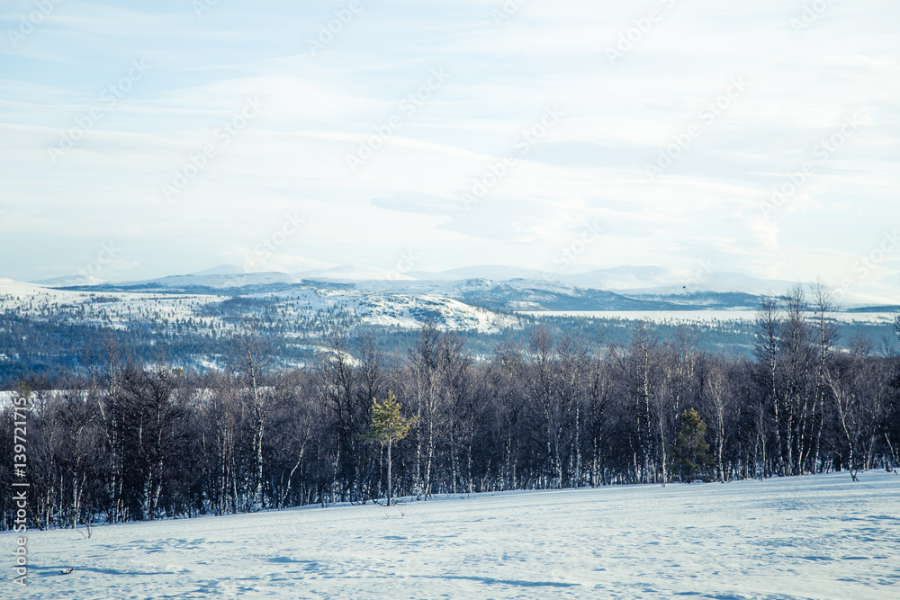 A beautiful forest landscape of a snowy Norwegian winter day A beautiful forest landscape of a snowy Norwegian winter day