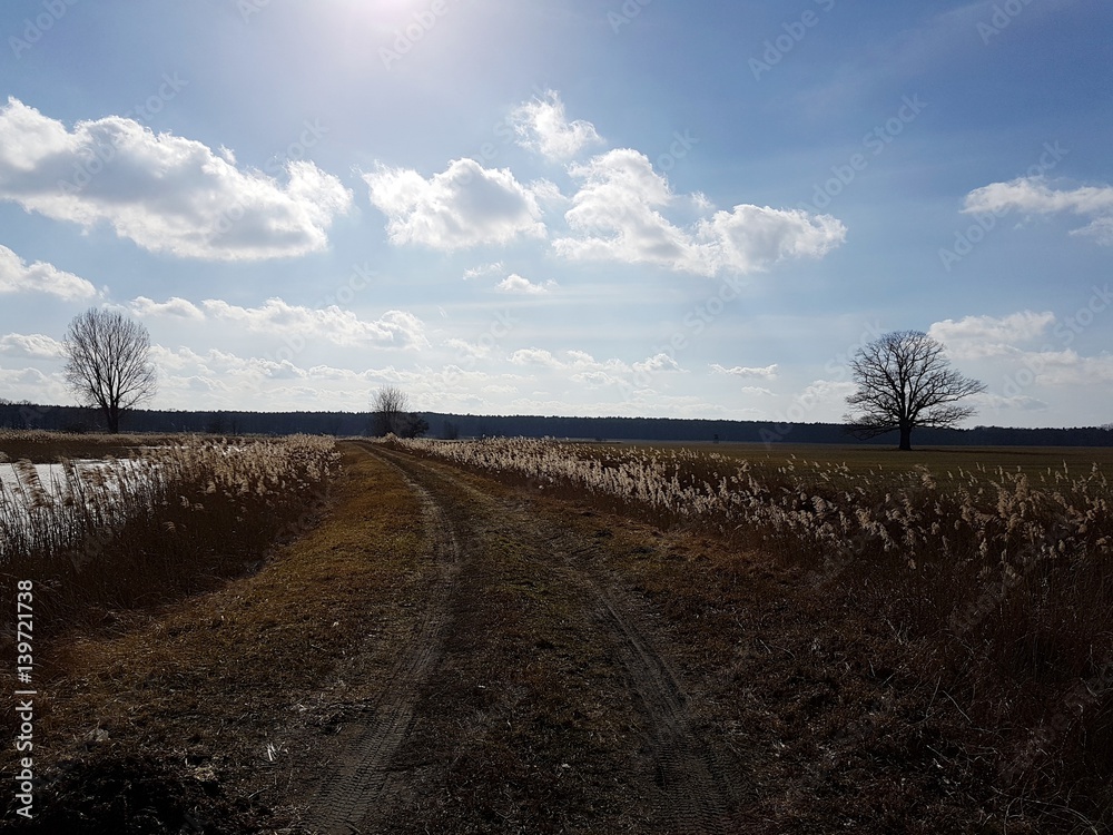 Obraz premium Droga polna