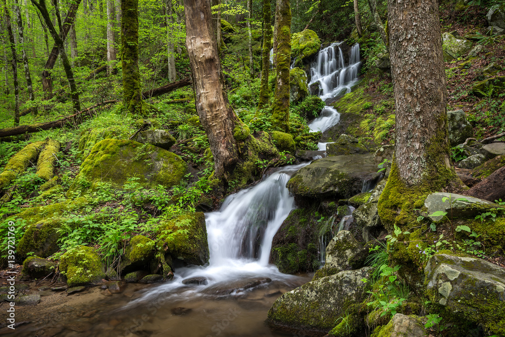 Summer forest and waterfall, Great Smoky Mountains Summer forest and waterfall, Great Smoky Mountains