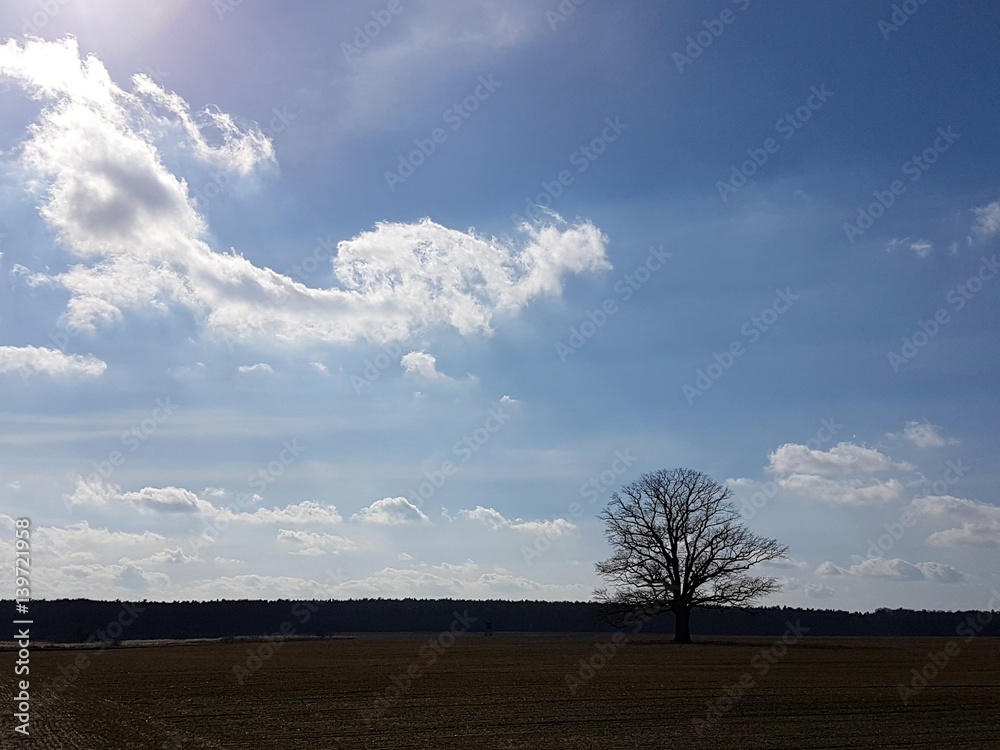 Fototapeta premium Samotne drzewo