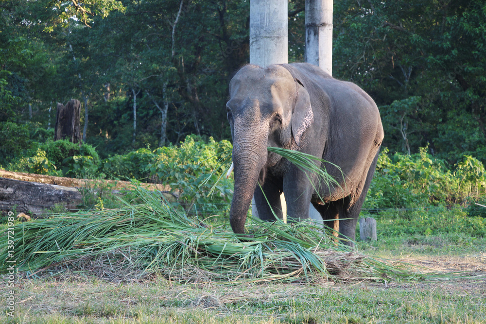 Resting time. Elephants in the stable.