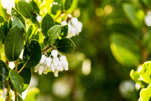 White buds on a manzanita tree after the rain. photo