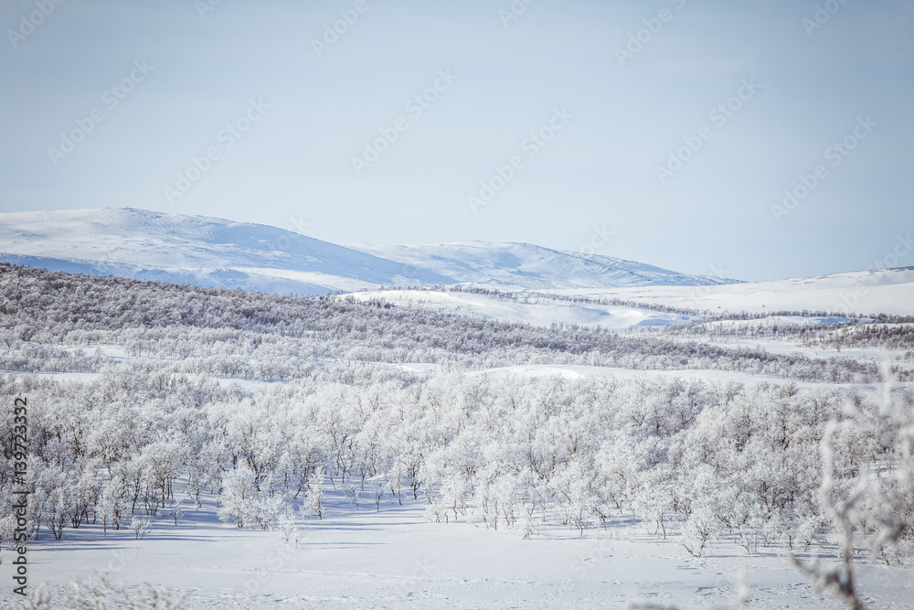 A beautiful forest landscape of a snowy Norwegian winter day A beautiful forest landscape of a snowy Norwegian winter day