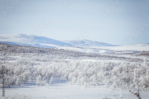 A beautiful forest landscape of a snowy Norwegian winter day