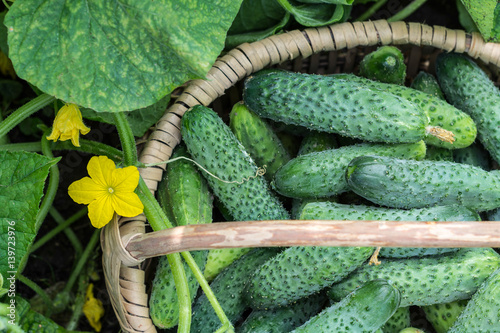 Cucumbers in the basket and blossom of cucumber on the vine   agriculture and harvest concept  