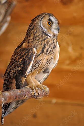 Owl sitting in cage photo