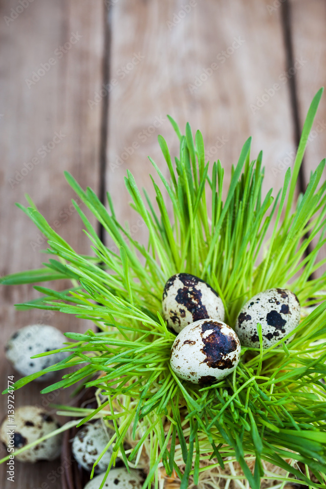 Easter quail eggs on fresh green grass on wooden background