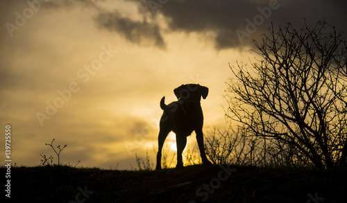 Photography dogs at sunset