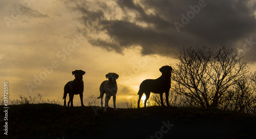 Canvas Print dogs at sunset