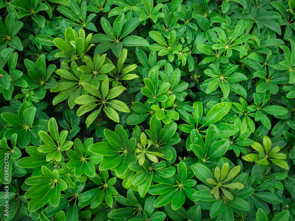 Fresh green leaf texture background Fresh green leaf texture background