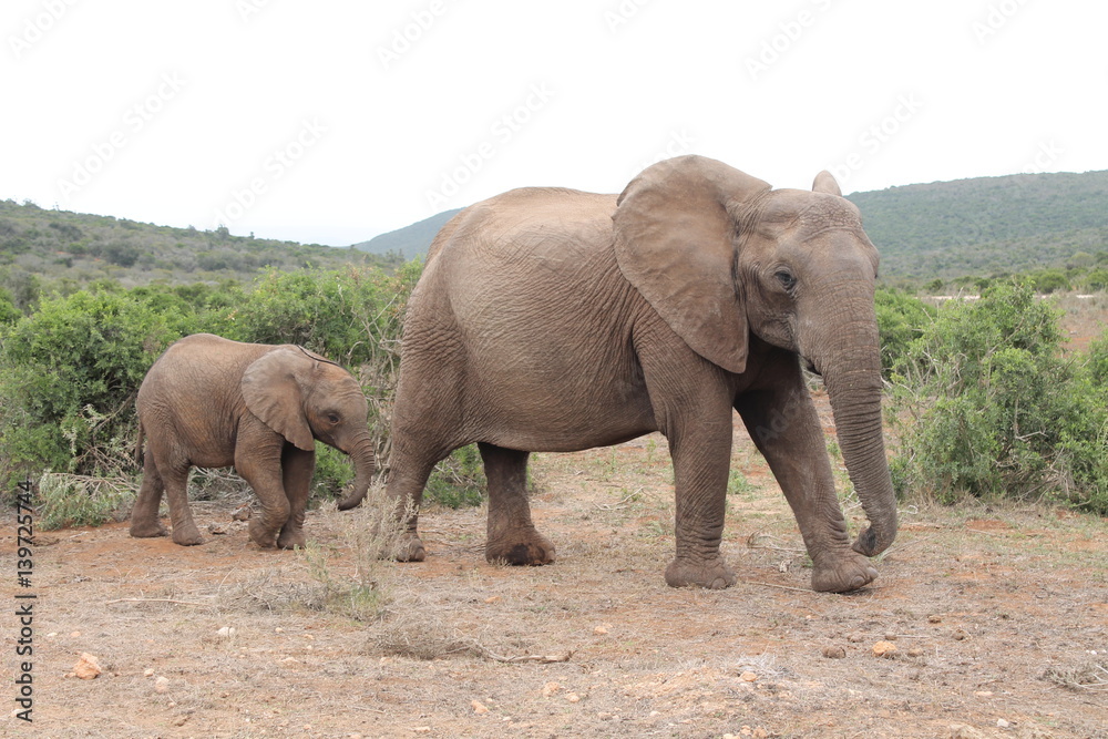 Elephant baby and mom