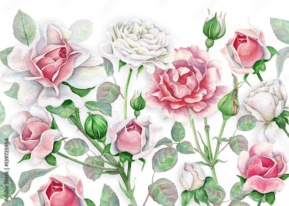 Watercolor floral background with white and pink roses